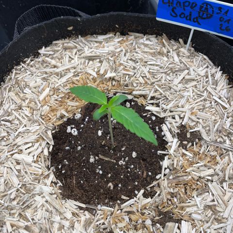 Grape Soda Auto - by KilliczGe growlog timeline photo