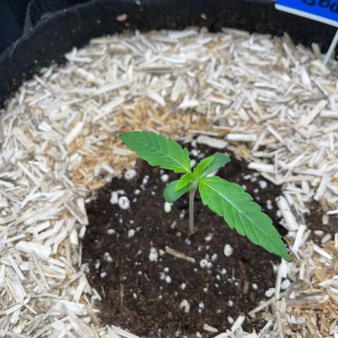 Grape Soda Auto - by KilliczGe growlog timeline photo
