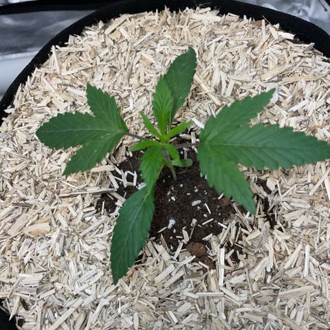 Special Kush 1 - GwJ Community Award Winning Celebration Grow Part 2 -The Price - by KilliczGe growlog timeline photo