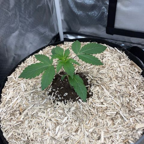 Critical Kush - GwJ Community Award Winning Celebration Grow Part 1 - The Winner - by KilliczGe growlog timeline photo