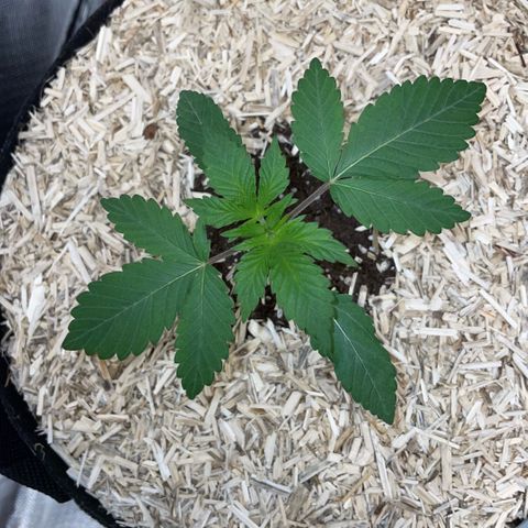 Critical Kush - GwJ Community Award Winning Celebration Grow Part 1 - The Winner - by KilliczGe growlog timeline photo