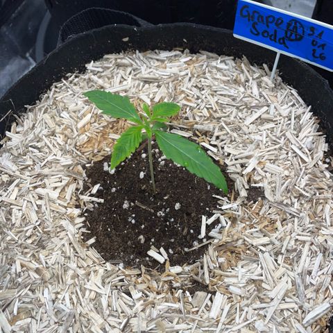 Grape Soda Auto - by KilliczGe growlog timeline photo