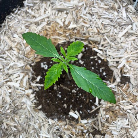 Grape Soda Auto - by KilliczGe growlog timeline photo