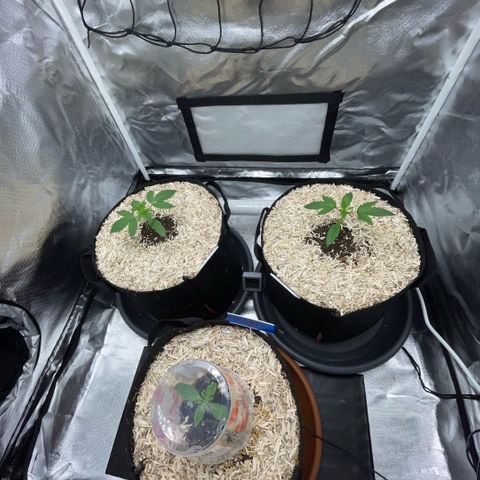 Special Kush 1 - GwJ Community Award Winning Celebration Grow Part 2 -The Price - by KilliczGe growlog timeline photo
