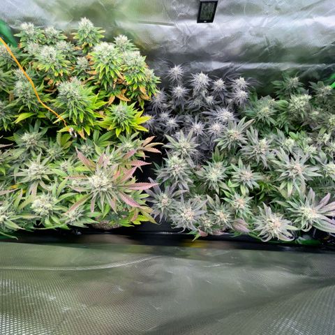 Dante’s Inferno - Mile High Dave by KilliczGe growlog timeline photo