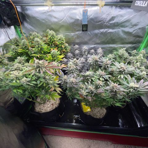 Dante’s Inferno - Mile High Dave by KilliczGe growlog timeline photo