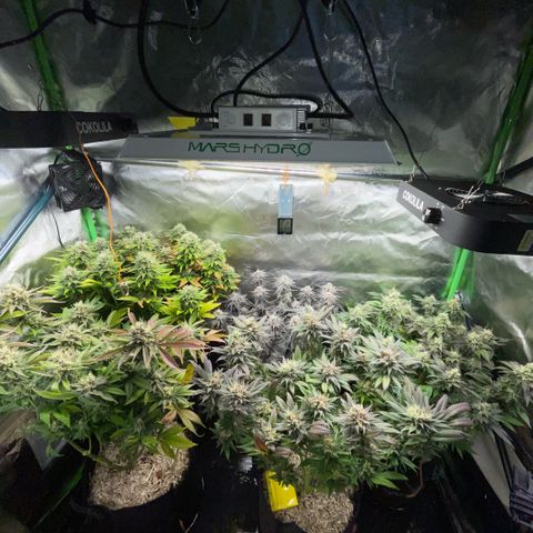 Dante’s Inferno - Mile High Dave by KilliczGe growlog timeline photo