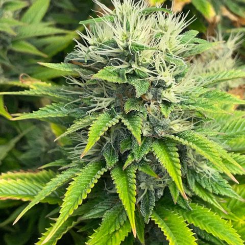 Tangerine Dream Clon #1 by KilliczGe growlog timeline photo