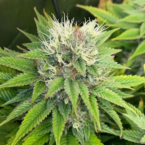 Tangerine Dream Clon #1 by KilliczGe growlog timeline photo