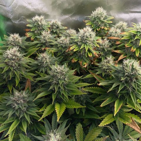 Tangerine Dream Clon #1 by KilliczGe growlog timeline photo