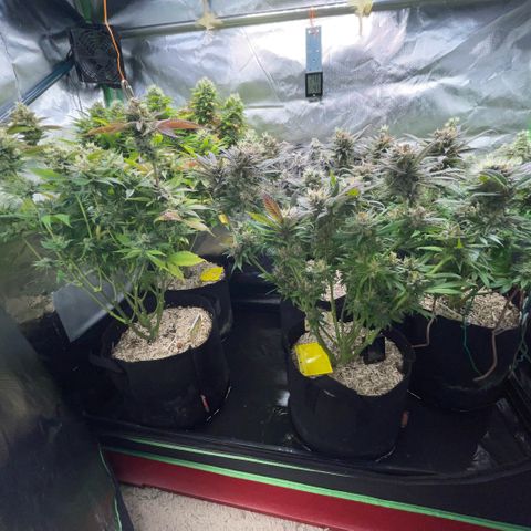 Dante’s Inferno - Mile High Dave by KilliczGe growlog timeline photo