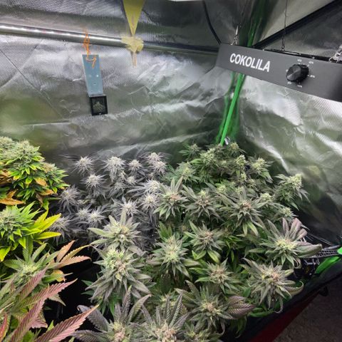 Dante’s Inferno - Mile High Dave by KilliczGe growlog timeline photo