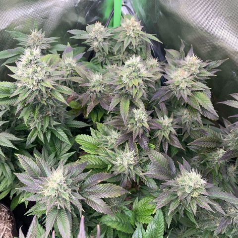 Big Bud 1 Klon 1 by KilliczGe growlog timeline photo