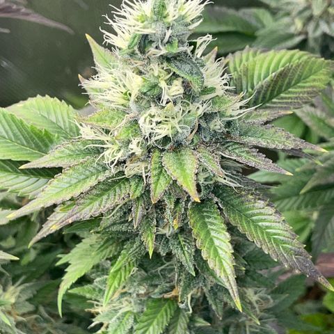 Big Bud 1 Klon 1 by KilliczGe growlog timeline photo