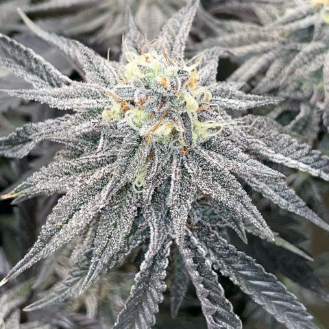 Dante’s Inferno - Mile High Dave by KilliczGe growlog timeline photo