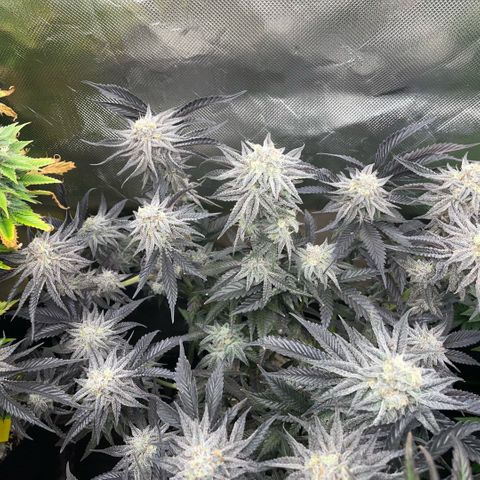 Dante’s Inferno - Mile High Dave by KilliczGe growlog timeline photo