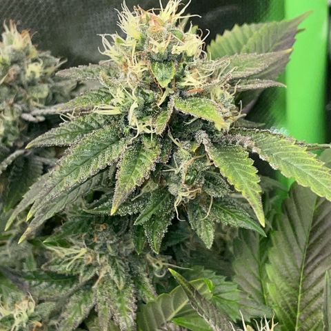 Big Bud 1 Klon 1 by KilliczGe growlog timeline photo