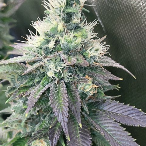 Big Bud 1 Klon 1 by KilliczGe growlog timeline photo