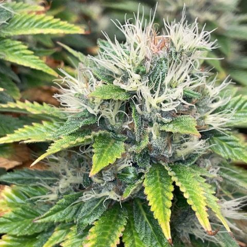 Tangerine Dream Clon #1 by KilliczGe growlog timeline photo