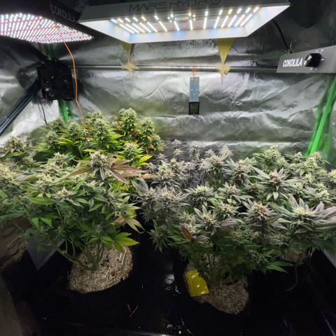 Dante’s Inferno - Mile High Dave by KilliczGe growlog timeline photo