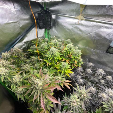 Dante’s Inferno - Mile High Dave by KilliczGe growlog timeline photo