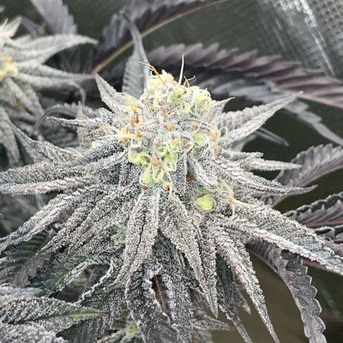 Dante’s Inferno - Mile High Dave by KilliczGe growlog timeline photo