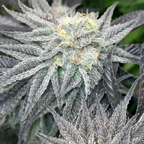 Dante’s Inferno - Mile High Dave by KilliczGe growlog timeline photo