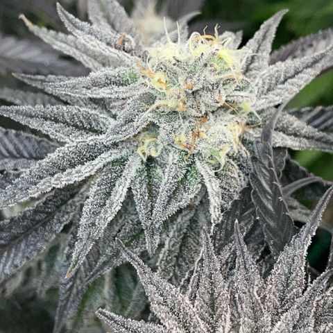 Dante’s Inferno - Mile High Dave by KilliczGe growlog timeline photo