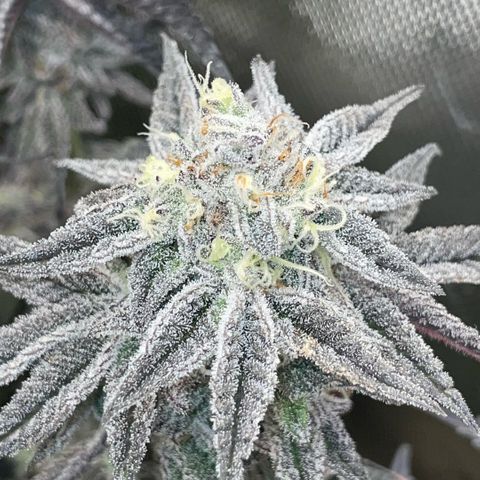 Dante’s Inferno - Mile High Dave by KilliczGe growlog timeline photo