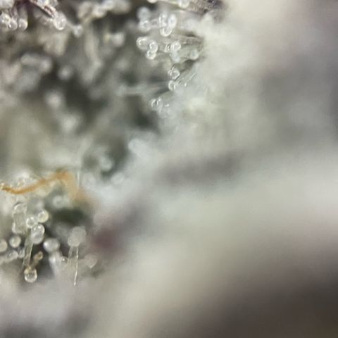 Dante’s Inferno - Mile High Dave by KilliczGe growlog timeline photo