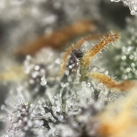 Dante’s Inferno - Mile High Dave by KilliczGe growlog timeline photo