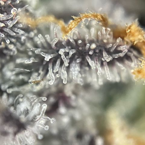 Dante’s Inferno - Mile High Dave by KilliczGe growlog timeline photo