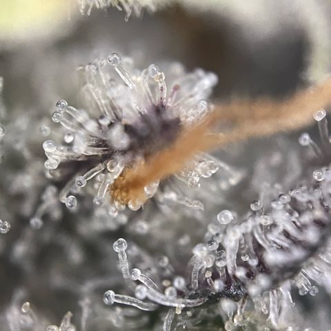 Dante’s Inferno - Mile High Dave by KilliczGe growlog timeline photo