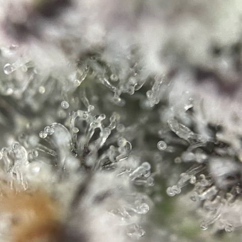 Dante’s Inferno - Mile High Dave by KilliczGe growlog timeline photo