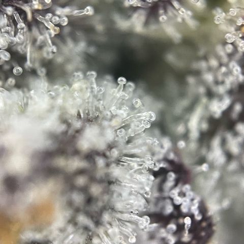 Dante’s Inferno - Mile High Dave by KilliczGe growlog timeline photo