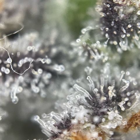 Dante’s Inferno - Mile High Dave by KilliczGe growlog timeline photo