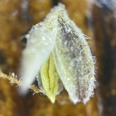 Dante’s Inferno - Mile High Dave by KilliczGe growlog timeline photo