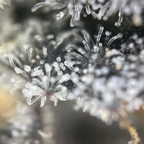 Dante’s Inferno - Mile High Dave by KilliczGe growlog timeline photo