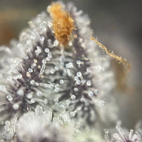 Dante’s Inferno - Mile High Dave by KilliczGe growlog timeline photo