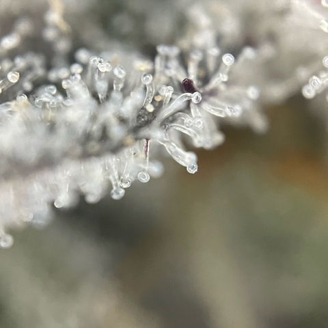 Dante’s Inferno - Mile High Dave by KilliczGe growlog timeline photo