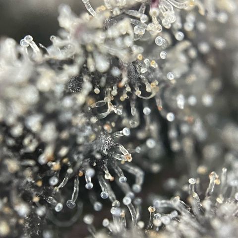 Dante’s Inferno - Mile High Dave by KilliczGe growlog timeline photo