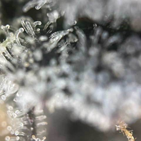 Dante’s Inferno - Mile High Dave by KilliczGe growlog timeline photo