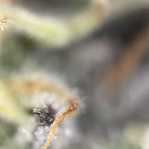 Dante’s Inferno - Mile High Dave by KilliczGe growlog timeline photo