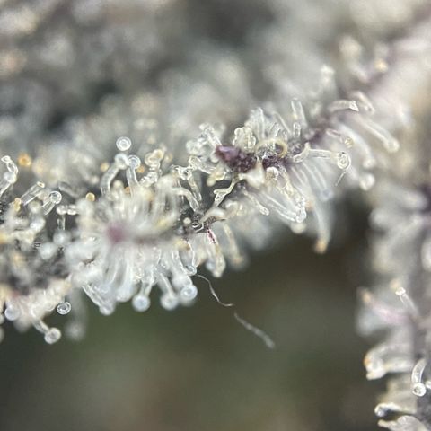 Dante’s Inferno - Mile High Dave by KilliczGe growlog timeline photo