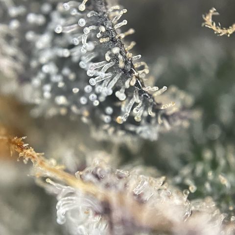 Dante’s Inferno - Mile High Dave by KilliczGe growlog timeline photo