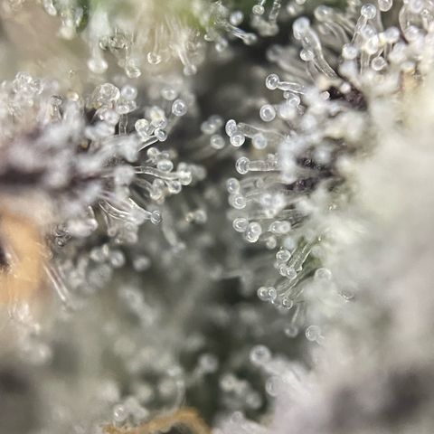 Dante’s Inferno - Mile High Dave by KilliczGe growlog timeline photo