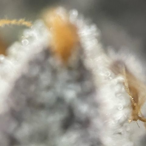 Dante’s Inferno - Mile High Dave by KilliczGe growlog timeline photo