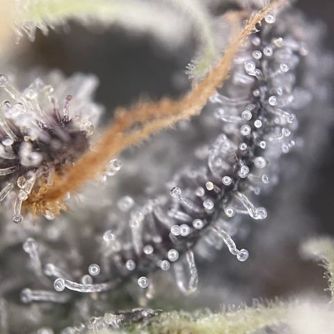 Dante’s Inferno - Mile High Dave by KilliczGe growlog timeline photo