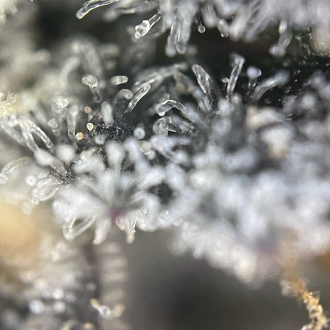 Dante’s Inferno - Mile High Dave by KilliczGe growlog timeline photo