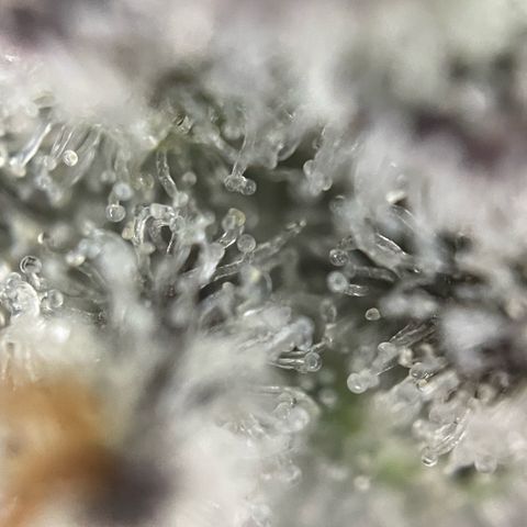 Dante’s Inferno - Mile High Dave by KilliczGe growlog timeline photo